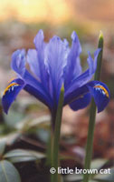 Flower Notecard Iris-2156